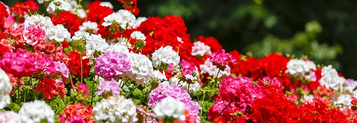 Rote, rosa und weiße Geranien